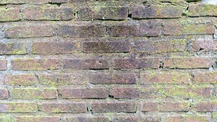 Wild Moss on Humid Wall Surface – Organic Green and Brown Texture of Moist Moss Plants for Natural Backgrounds, Eco-Friendly Design, Posters, and Botanical Illustrations