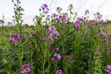 Hesperis matronalis blooms during springtime creating vibrant patches of fragrant lilac-pink...