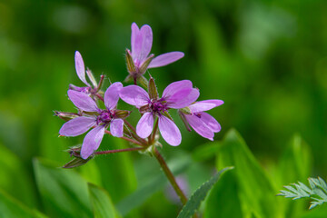 Erodium cicutarium blooms with delicate pink flowers against lush green foliage in a vibrant natural setting