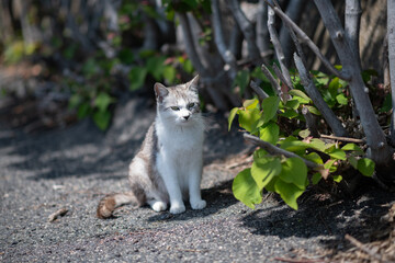 お座りしている可愛い猫	
