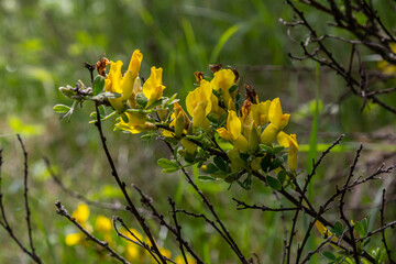 Bright yellow flowers of Caragana arborescens thriving in a sunny meadow during spring blooming...