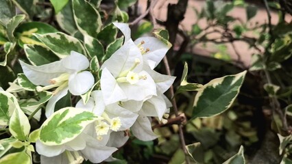 White Bougainvillea Glabra in Bloom – Variegated Tropical Flowers Under Natural Sunlight