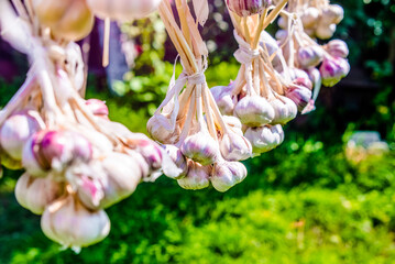 several bundles of garlic are dried in the open air
