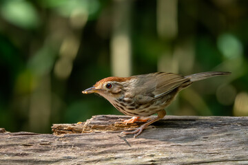 Puff-throated Babbler - Pellorneum ruficeps, small shy forest bird from Southeast Asian forests and woodlands, Vietnam.