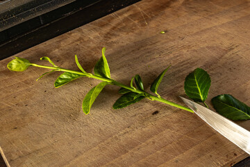 Transplanting cherry laurel bushes into small pots, rooting young cherry laurel plants,