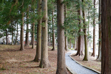 Forest trail near Fuji Omuro Sengen Shrine, Kawaguchi, Yamanashi, Japan