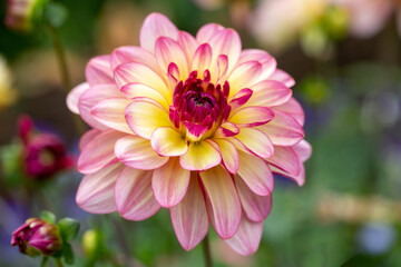 Obraz premium Delicate pink dahlia on a background of summer greenery. Perennial plants, gardening.