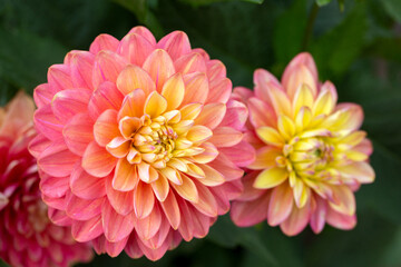 Fototapeta premium Gorgeous pink dahlias. Gardening, perennial flowers. Floral background.
