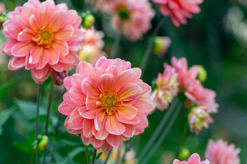 Fototapeta premium Gorgeous pink dahlias in a flower bed. Gardening, perennial flowers. Floral background.