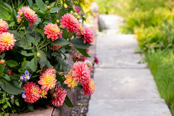 A fragment of a garden, a path and a flower bed with dahlias. Garden design, horticulture, perennial flowers.