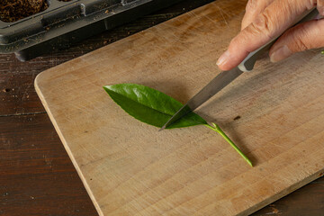 Transplanting cherry laurel bushes into small pots, rooting young cherry laurel plants,