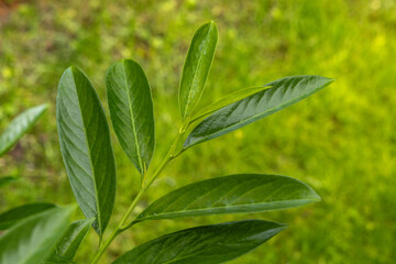 Green cherry laurel bushes in the garden, ornamental cherry laurel bushes as a hedge in the orchard,