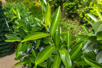 Green cherry laurel bushes in the garden, ornamental cherry laurel bushes as a hedge in the orchard,
