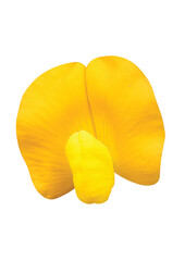 Yellow Peanut Plant isolated on white background.