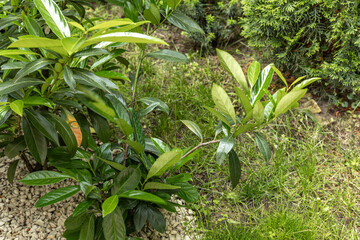Green cherry laurel bushes in the garden, ornamental cherry laurel bushes as a hedge in the orchard,