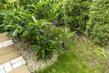 Green cherry laurel bushes in the garden, ornamental cherry laurel bushes as a hedge in the orchard,