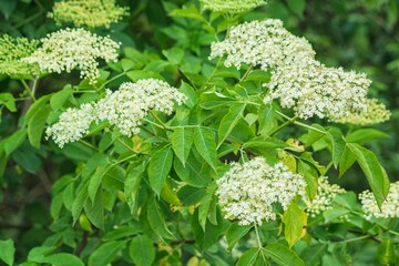 Close-up of flowering black elderberry