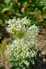 Hoary cress