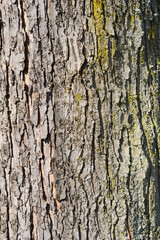 Silver maple bark detail - Latin name - Acer saccharinum