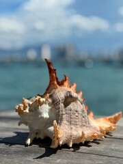Beautiful seashell in the background of the ocean. Background blurred, desktop wallpaper, sea life, sea creatures. Seashell as interior decoration.