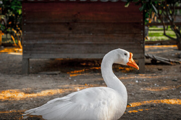 Majestic white goose in sunlit farmyard setting