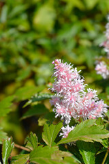 Astilbe pink flowers - Latin name - Astilbe Sugarberry