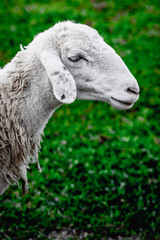 Side view of a white sheep on lush green grass