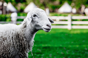 Close-up of sheep with woolly coat in green pasture