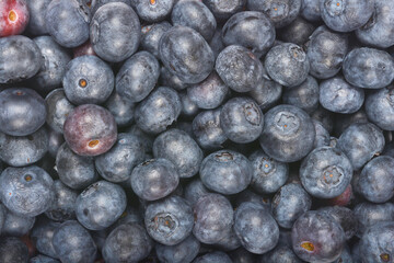 A close-up, top-down shot showcases a generous pile of dark blue, freshly picked blueberries
