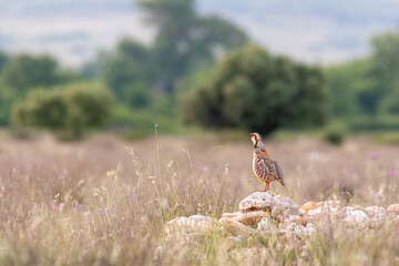 Red-legged Partridge (Alectoris rufa) standing on a stone pile in the Crau plain, France