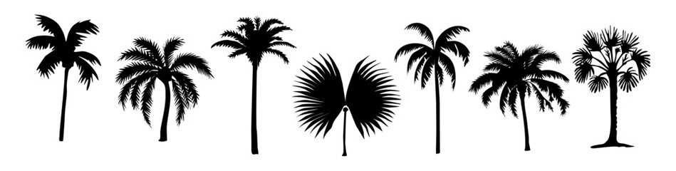 Fototapeta premium Vector set of tropical palm tree black silhouettes in different shapes and sizes, isolated on transparent background. Exotic nature elements for design, posters, prints, and patterns