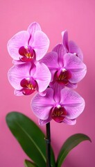 Naklejka premium Vibrant pink orchids in full bloom, set against a matching pink background , bloom, romantic, petals