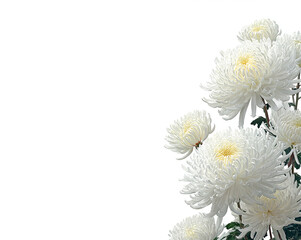 White chrysanthemums on white background, illustration, space for text.