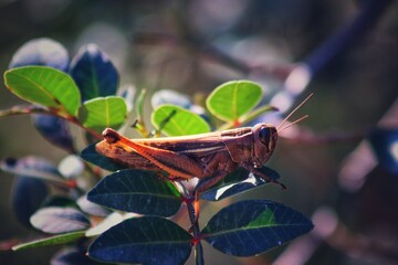 grasshopper on a leaf