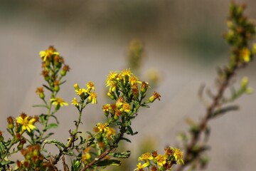 yellow flowers on a branch