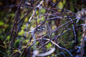 bird in the forest