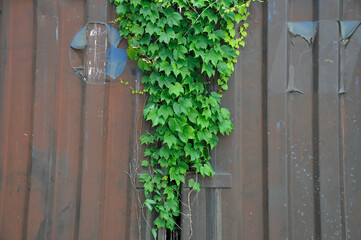 コンテナの壁と蔦の葉