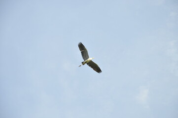 空を飛ぶ野鳥 蒼鷺