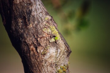 Obraz premium close up of tree bark