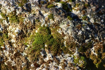 lichen on a rock