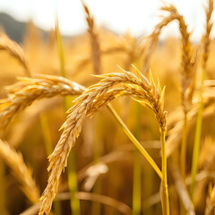 golden wheat field