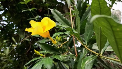 Vibrant Yellow Allamanda Cathartica in Full Bloom, Tropical Ornamental Flower Perfect for Nature Wallpapers, Eco Design Elements, and Garden-Themed Visual Content