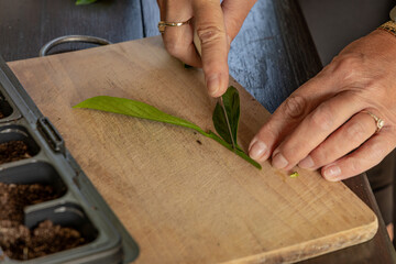 Transplanting cherry laurel bushes into small pots, rooting young cherry laurel plants,