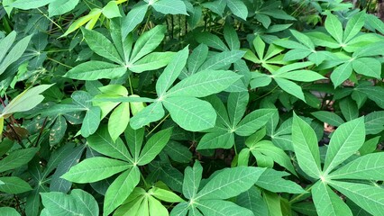Detailed Close-up of Manihot esculenta Leaves, Showcasing the Intricate Vein Structure and Palmate Shape, Excellent for Botanical Studies and Natural Backgrounds.
