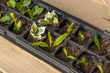 Plastic containers for molde seedlings plants, transplanting plants, plastic pots with soil,