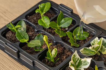 Plastic containers for molde seedlings plants, transplanting plants, plastic pots with soil,