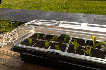 Plastic containers for molde seedlings plants, transplanting plants, plastic pots with soil,