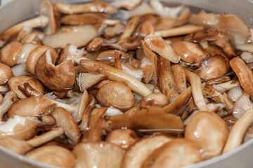 Delicious honey mushrooms in a ceramic plate . Honey fungus (Armillaria mellea) mushrooms in the bowl. Selective focus. Shallow depth of field.Mushrooms in a saucepan.