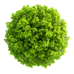 Obraz premium Isolated Top-Down View of a Lush Green Tree Crown on a Black Background