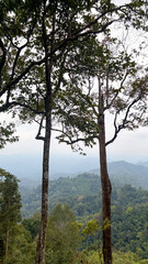 Fototapeta premium Mountain view and Trees in the fog at Kaeng Krachan National Park, Phetchaburi, Thailand